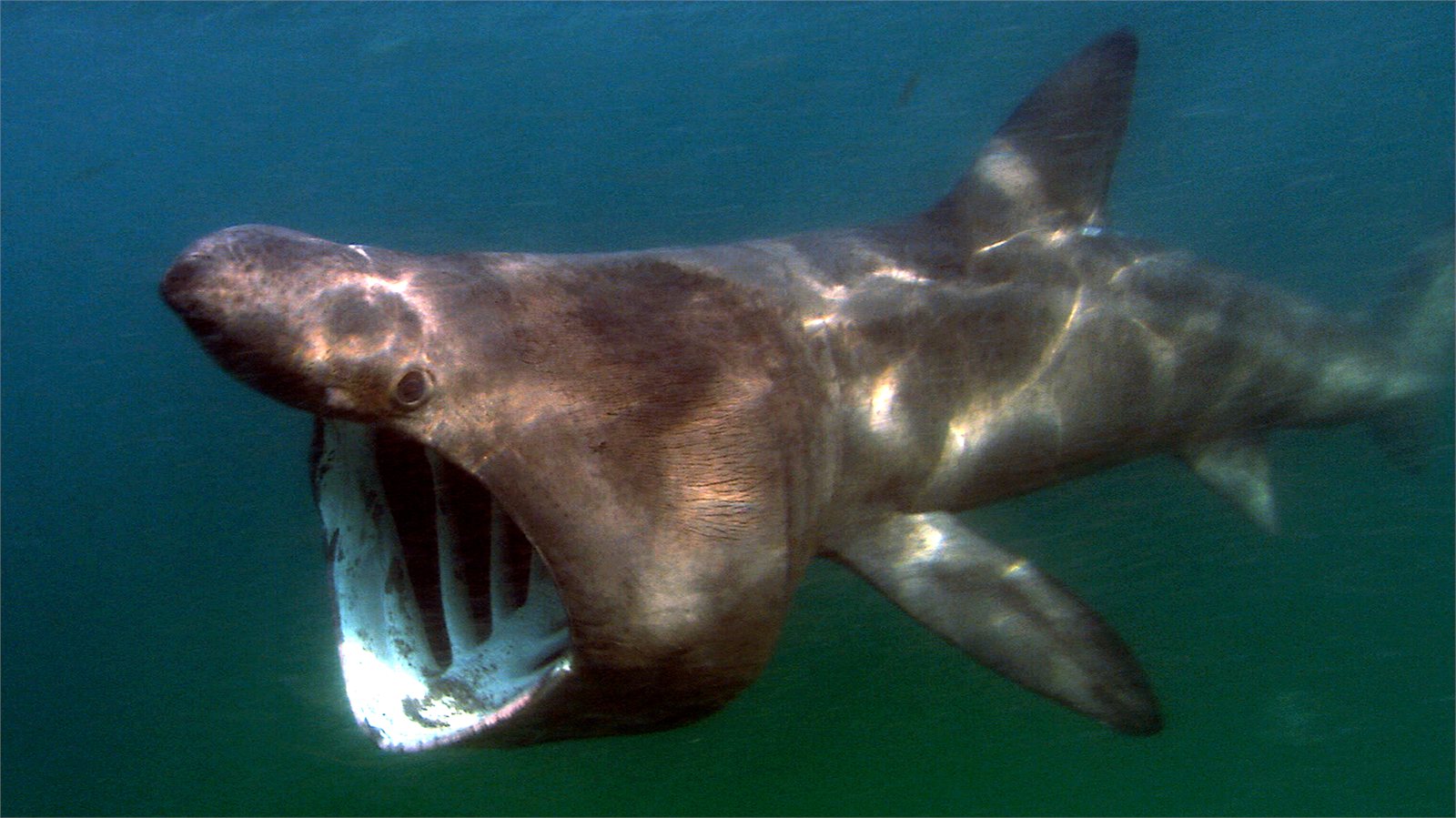 Beinhákarl (Cetorhinus maximus) í sjó.