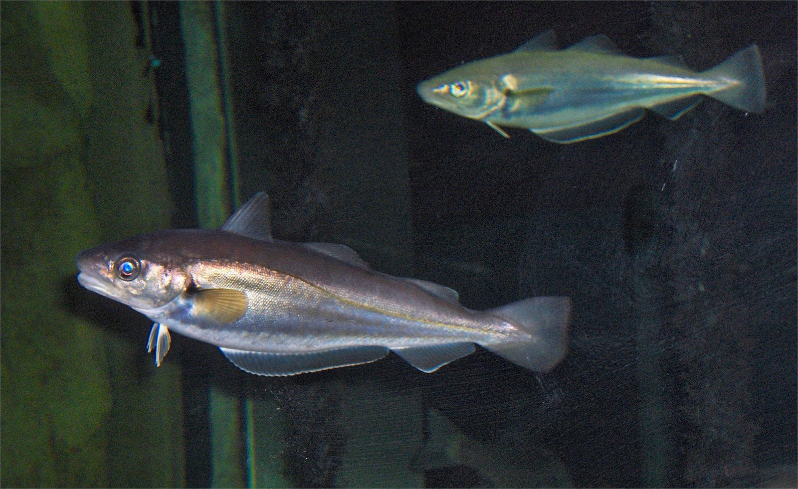 Lýsa (Merlangius merlangus).