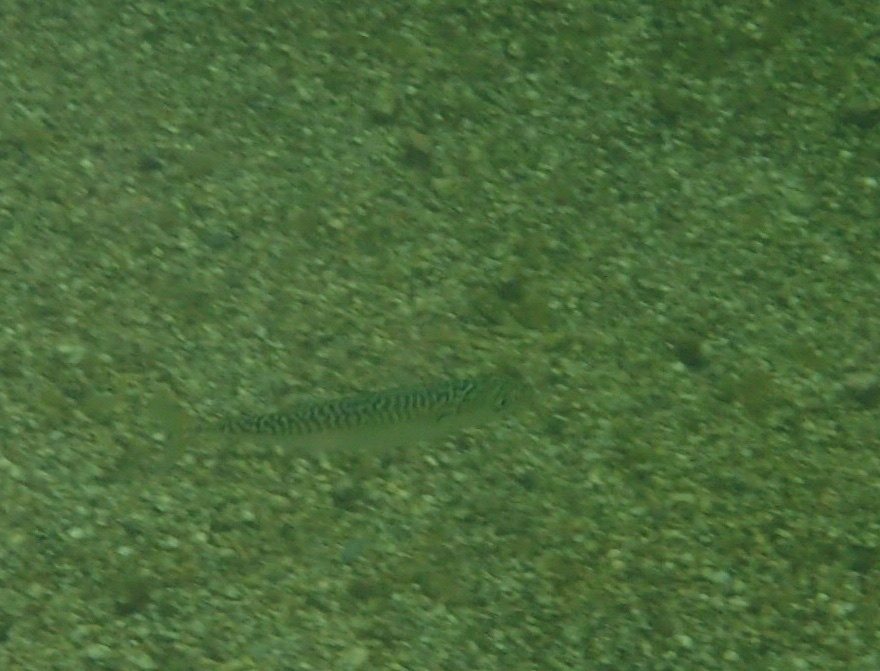 Makríll (Scomber scombrus)