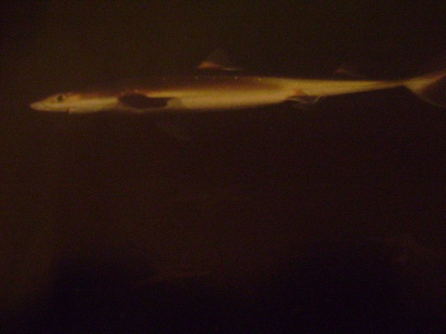 Háfur (Squalus acanthias).