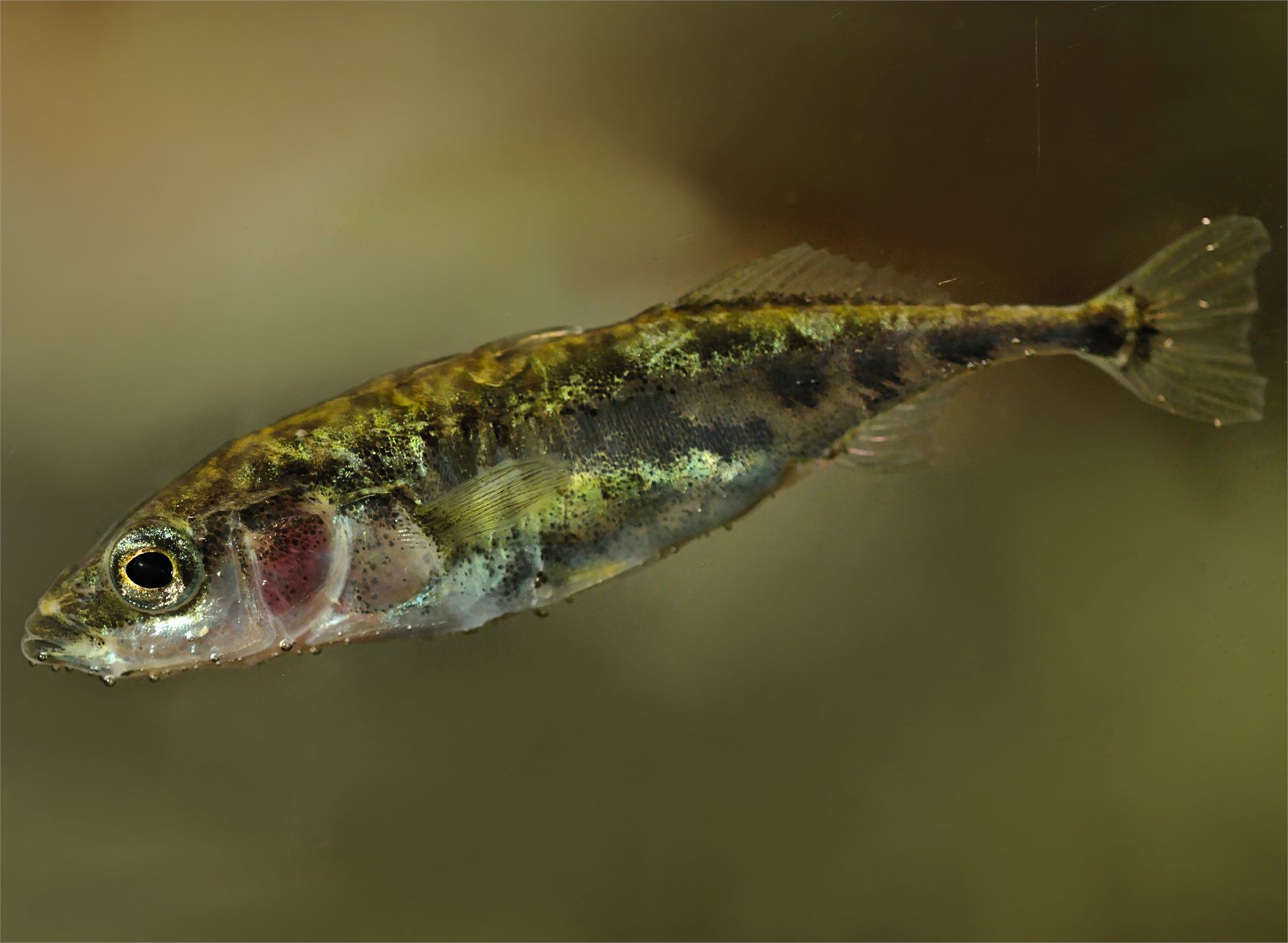 Lifandi hornsíli (Gasterosteus aculeatus).