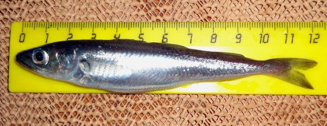 Kolmunni (Micromesistius poutassou)