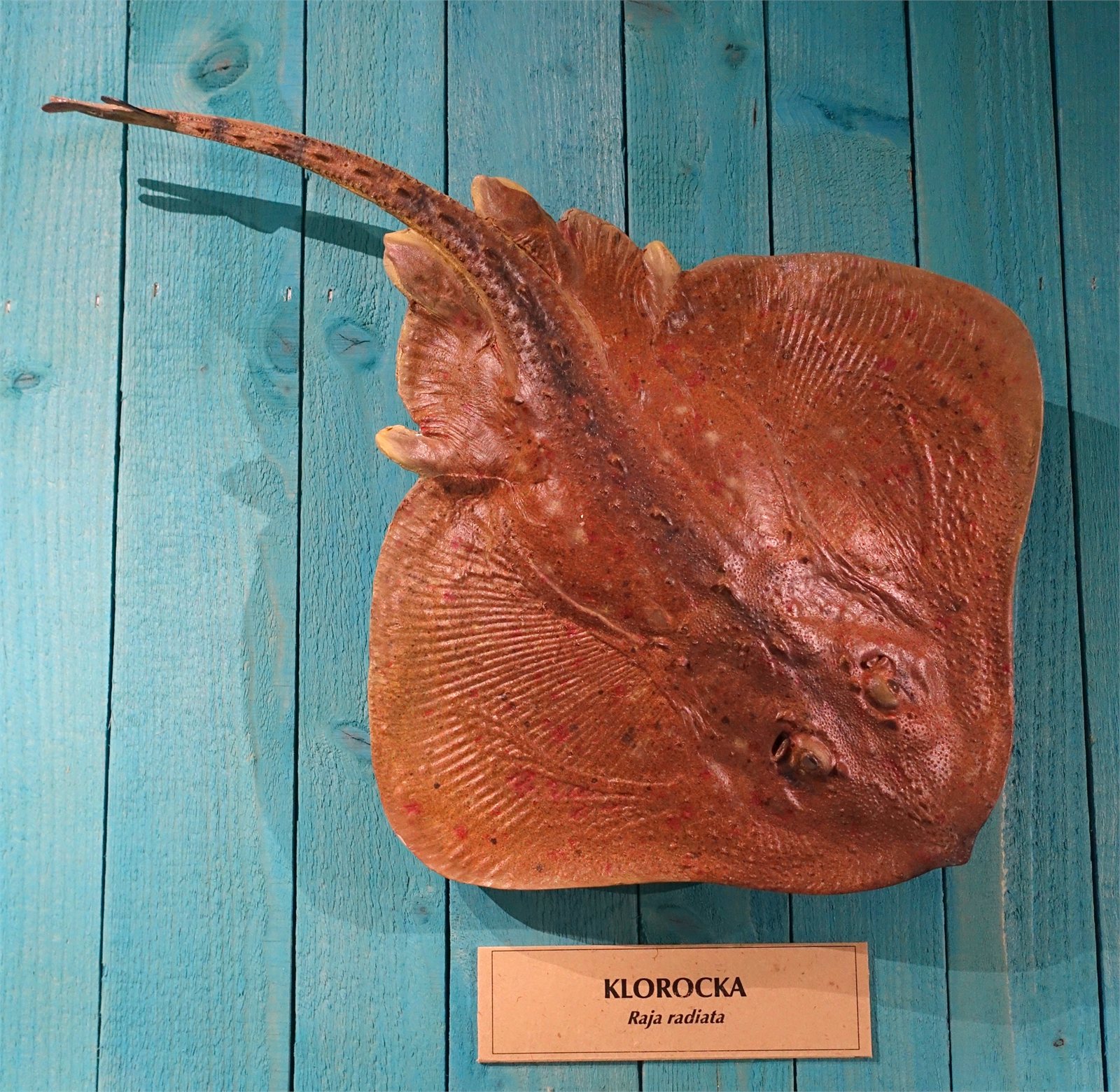 Tindaskata