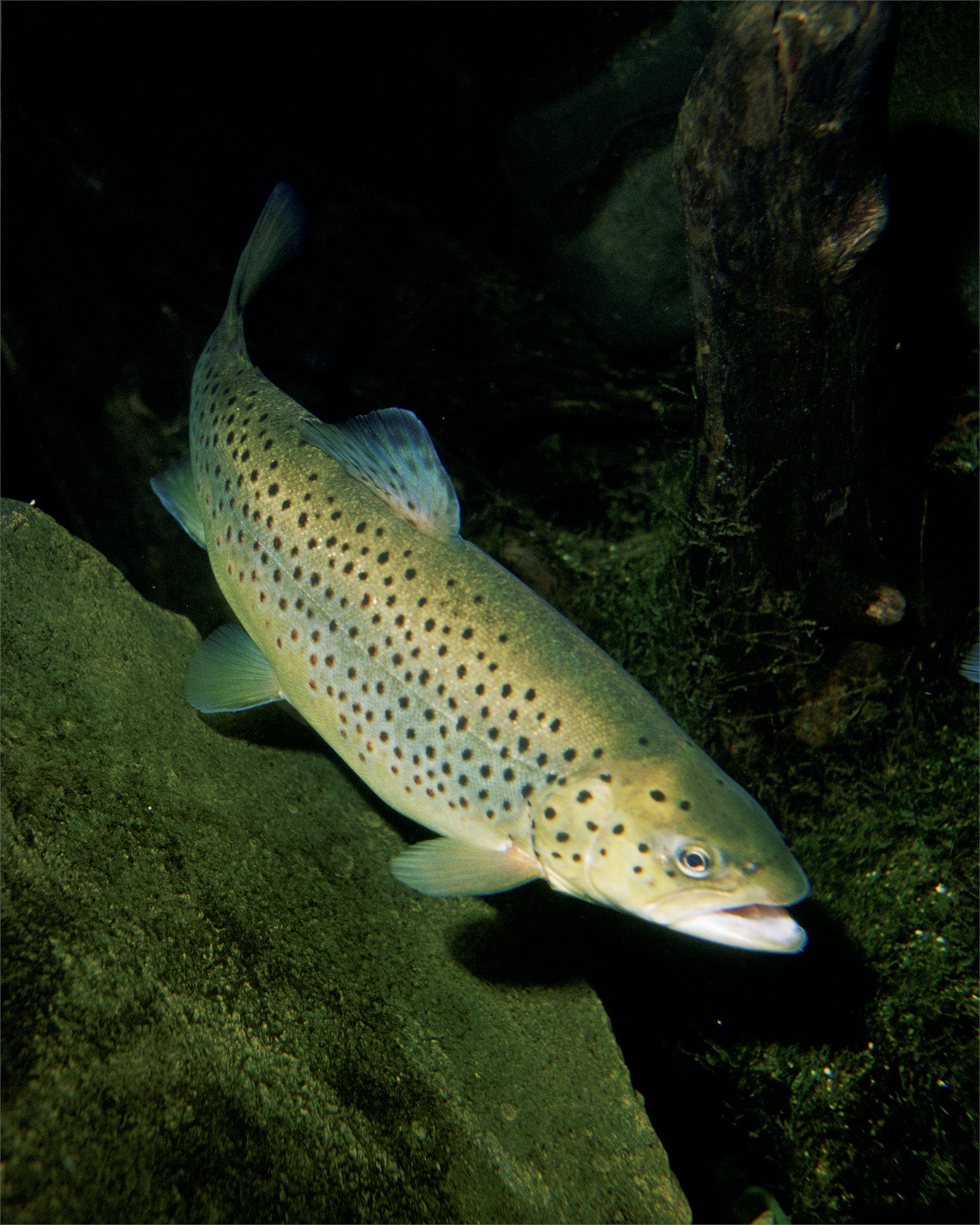 Urriði (Salmo trutta)
