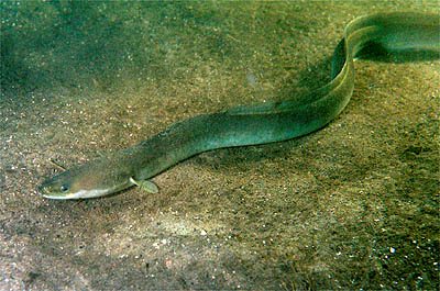 Áll (Anguilla anguilla)