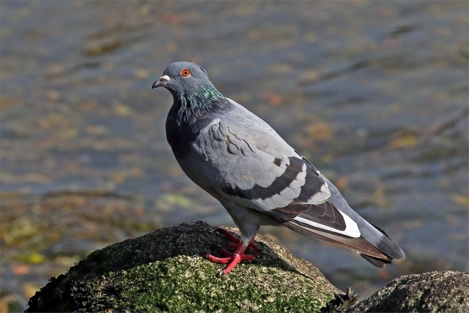 Bjargdúfa (Columba livia)