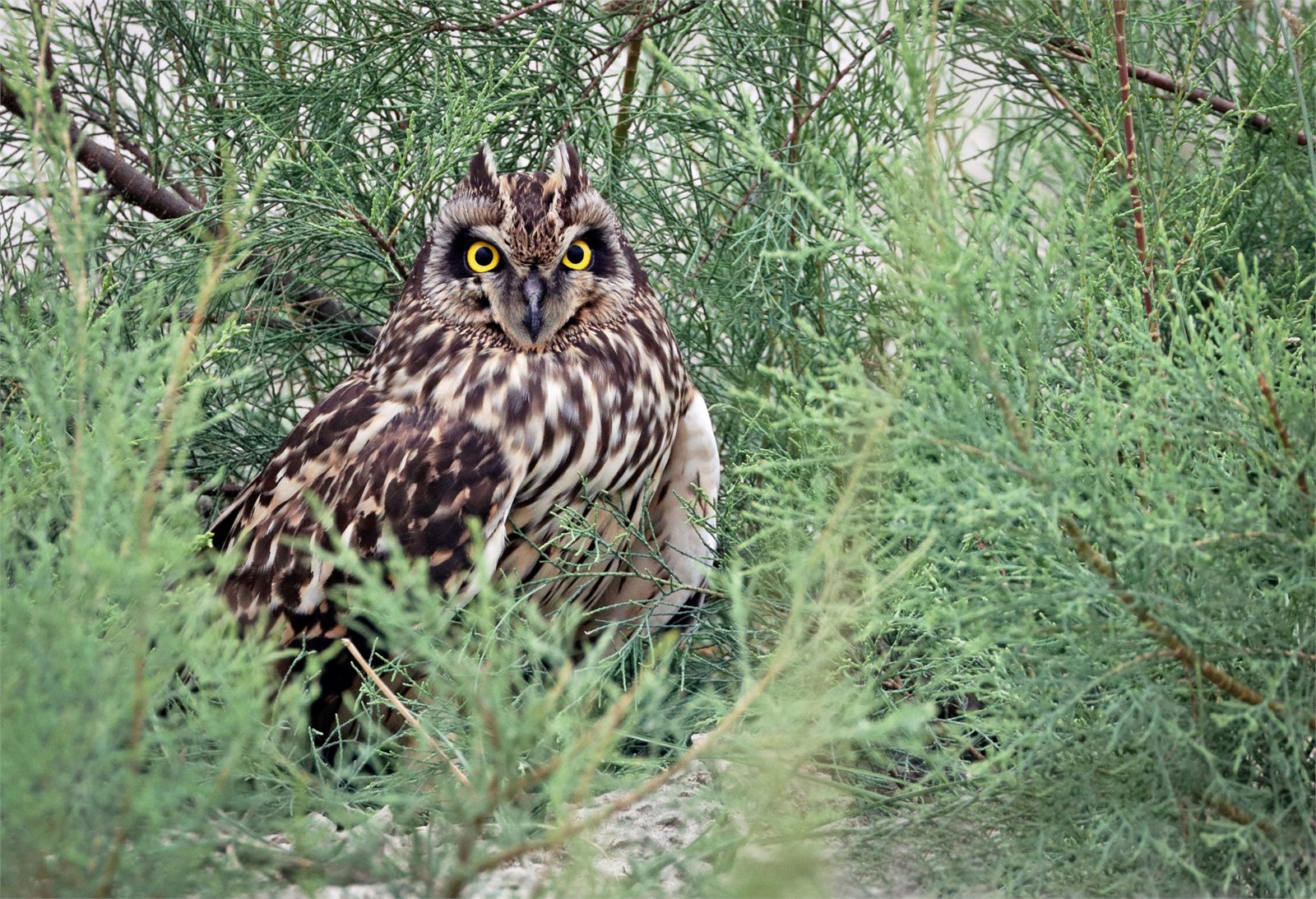 Brandugla (Asio flammeus)