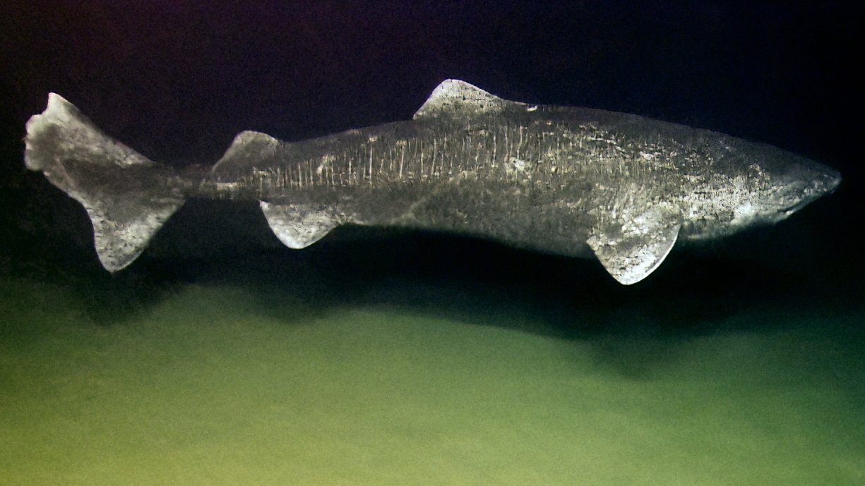 Grænlandshákarl (Somniosus microcephalus)