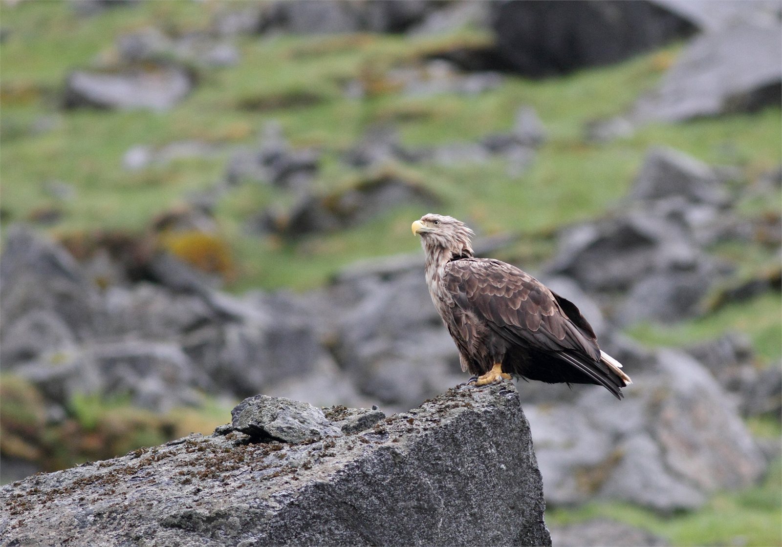Haförn (Haliaeetus albicilla)