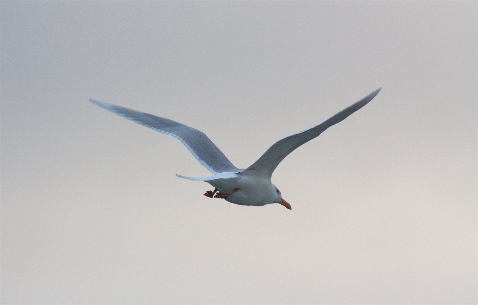 Hvítmáfur (Larus hyperboreus)