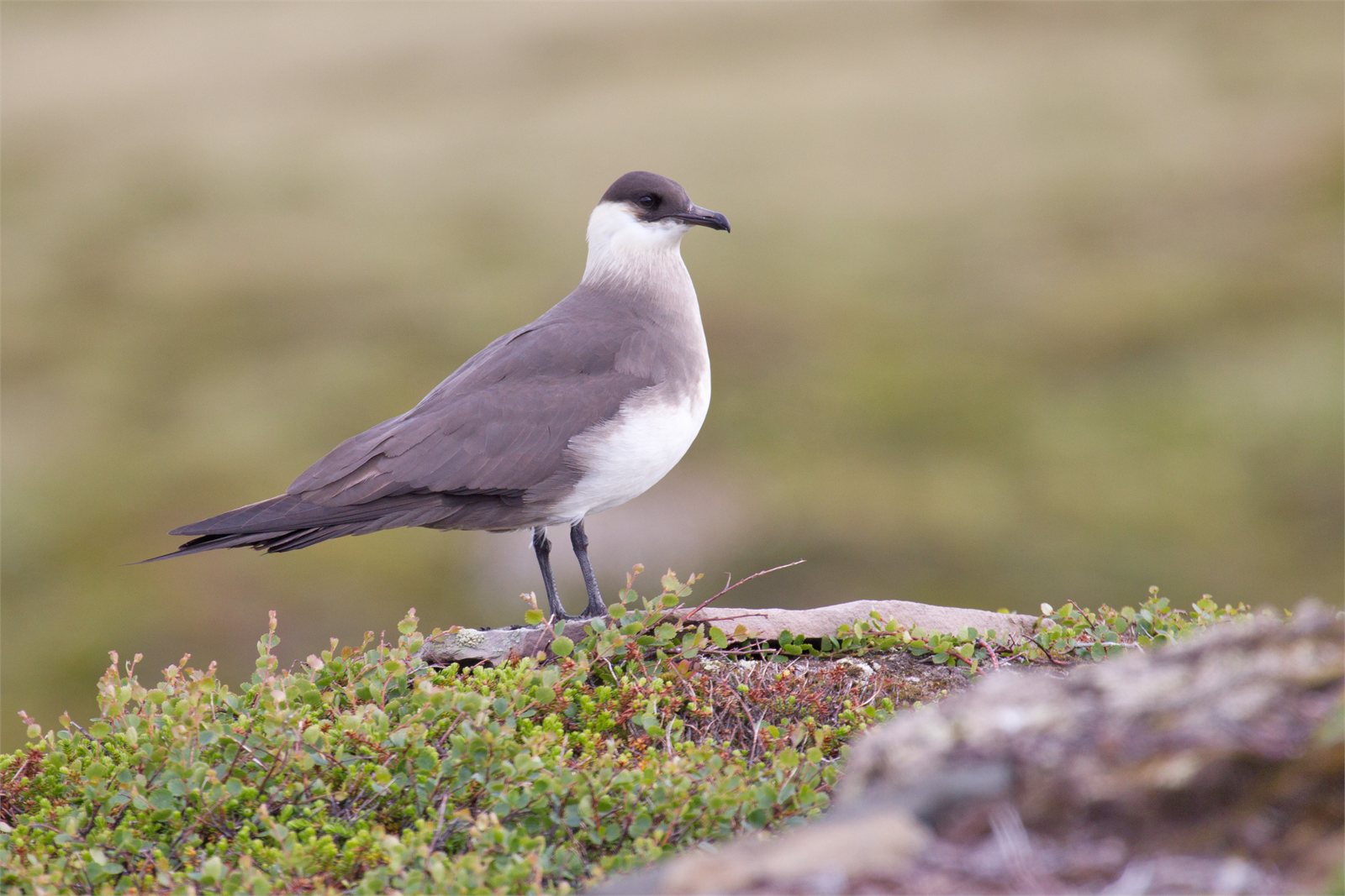 Kjói (Stercorarius parasiticus)