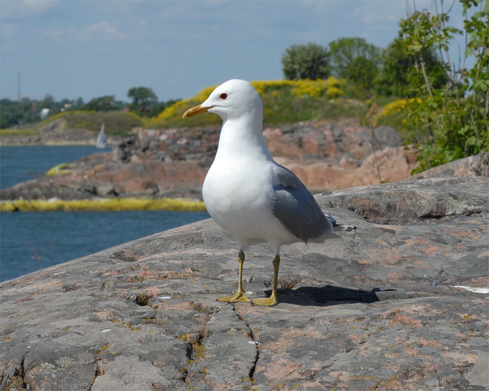 Stormmáfur (Larus canus)