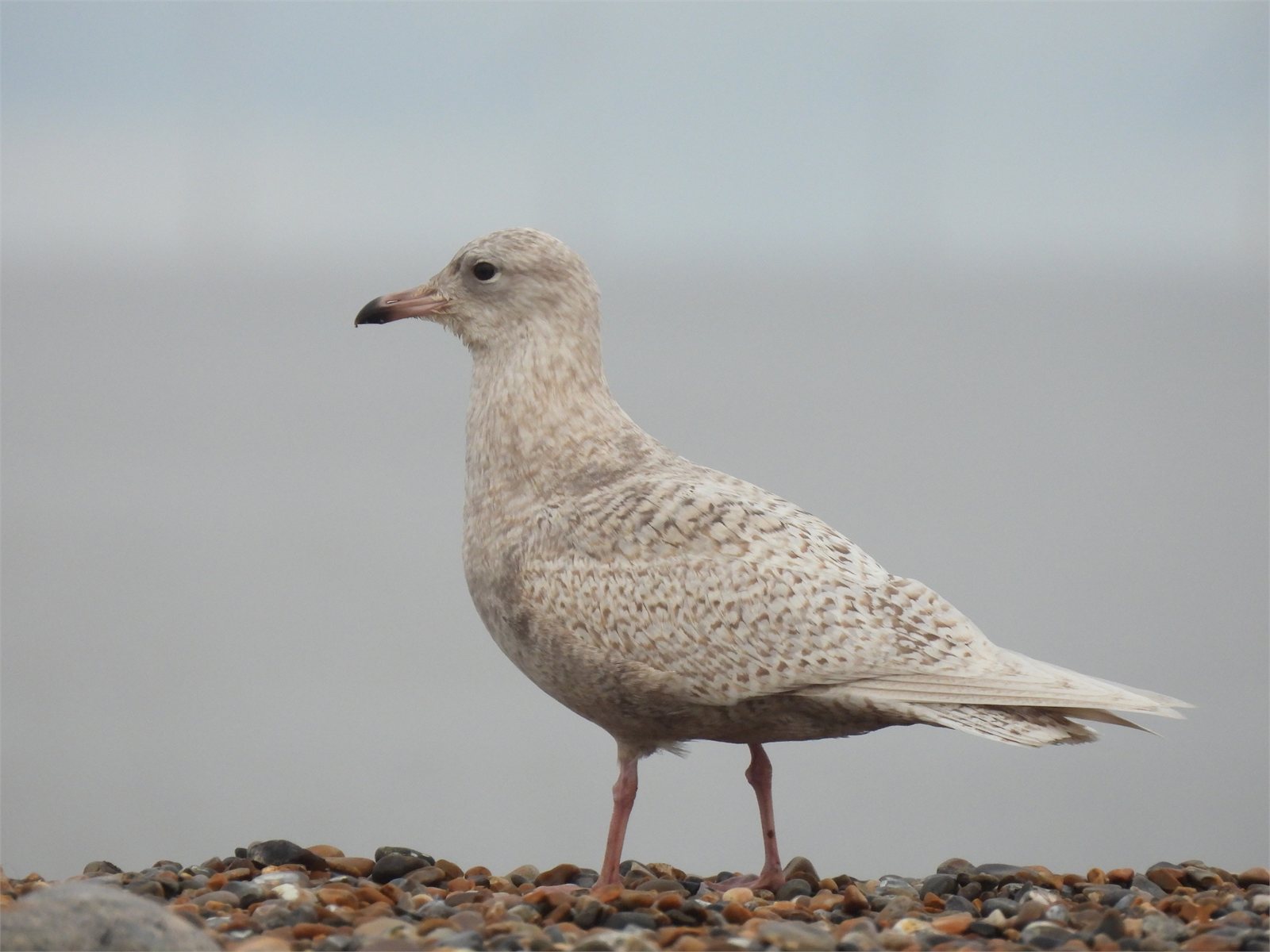 Bjartmáfur (Larus glaucoides)