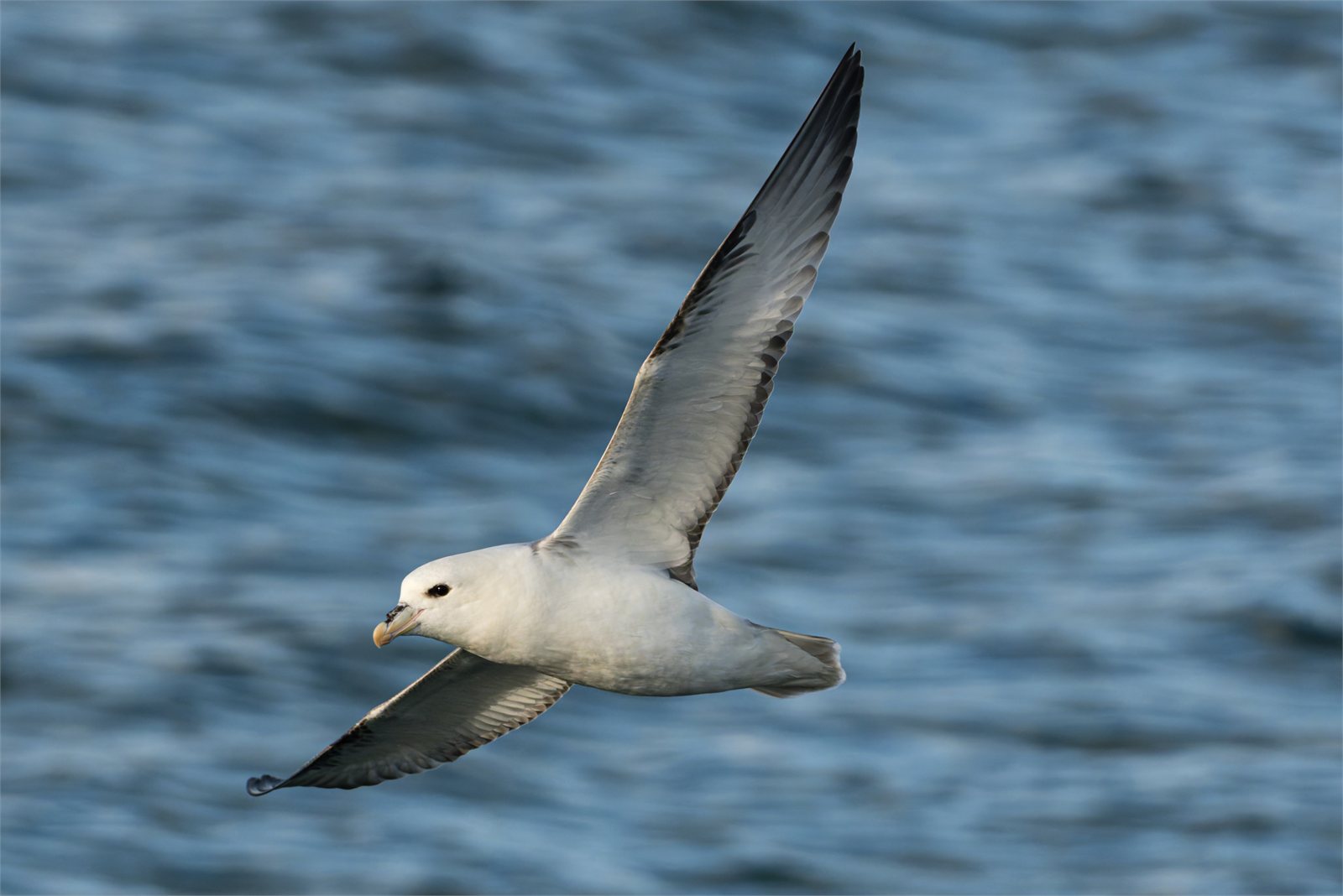Fýll (Fulmarus glacialis) á flugi