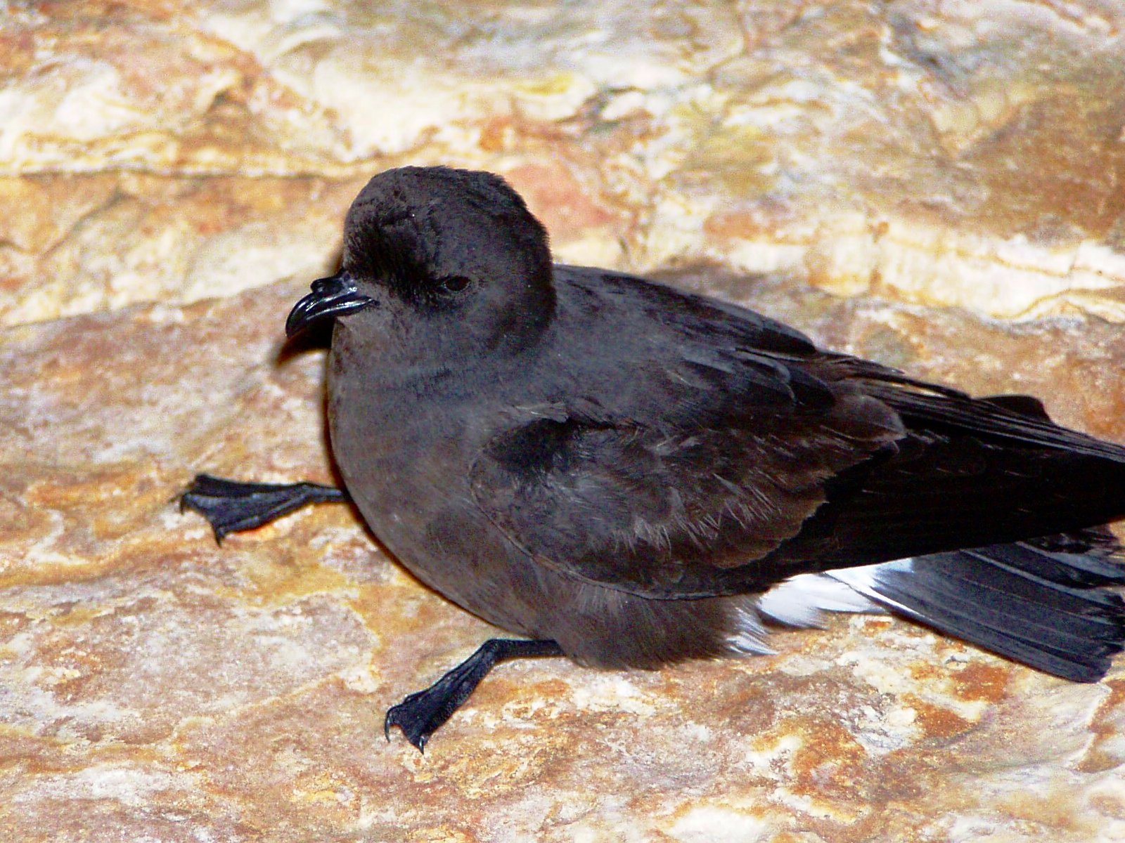 Stormsvala (Hydrobates pelagicus)