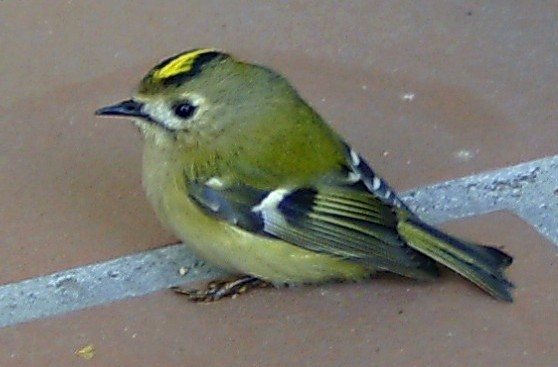 Glókollur (Regulus regulus)