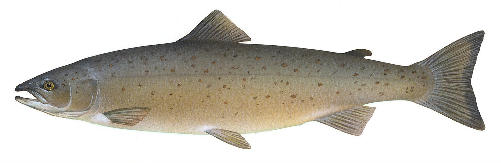 Lax (Salmo salar)