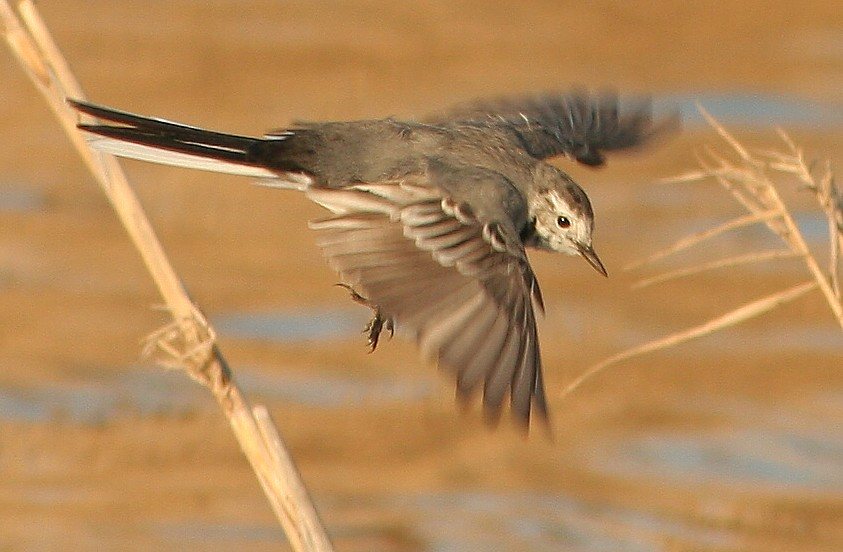 Maríuerla (Motacilla alba)