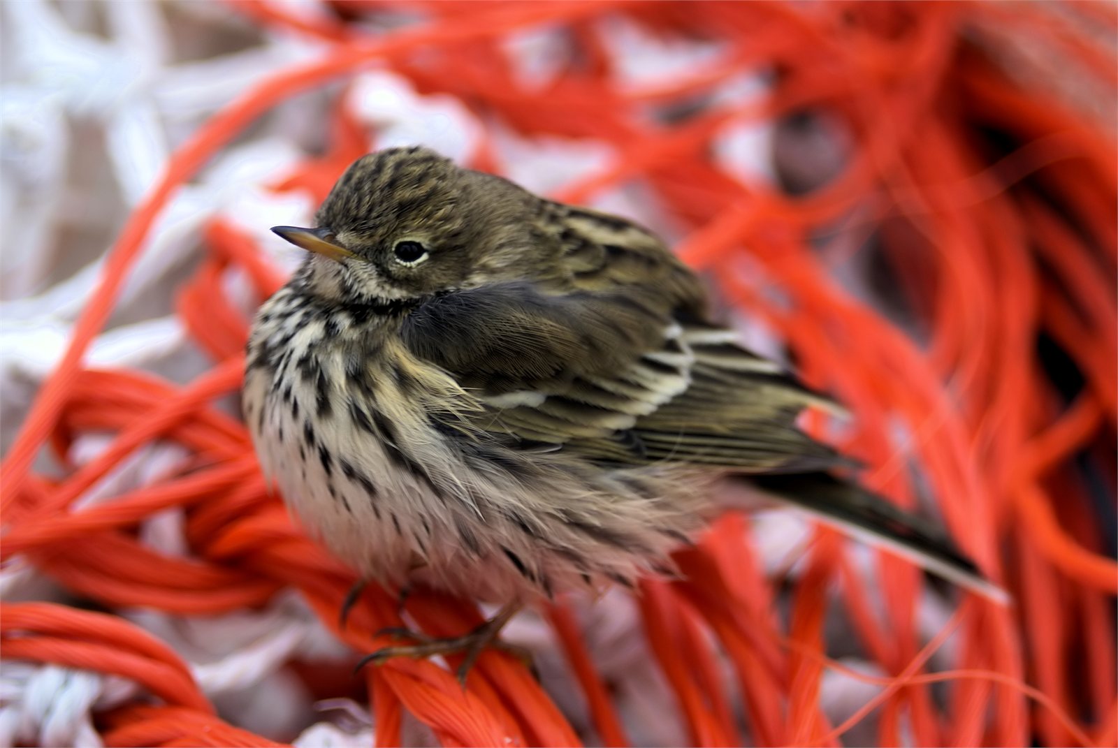 Þúfutittlingur (Anthus pratensis)