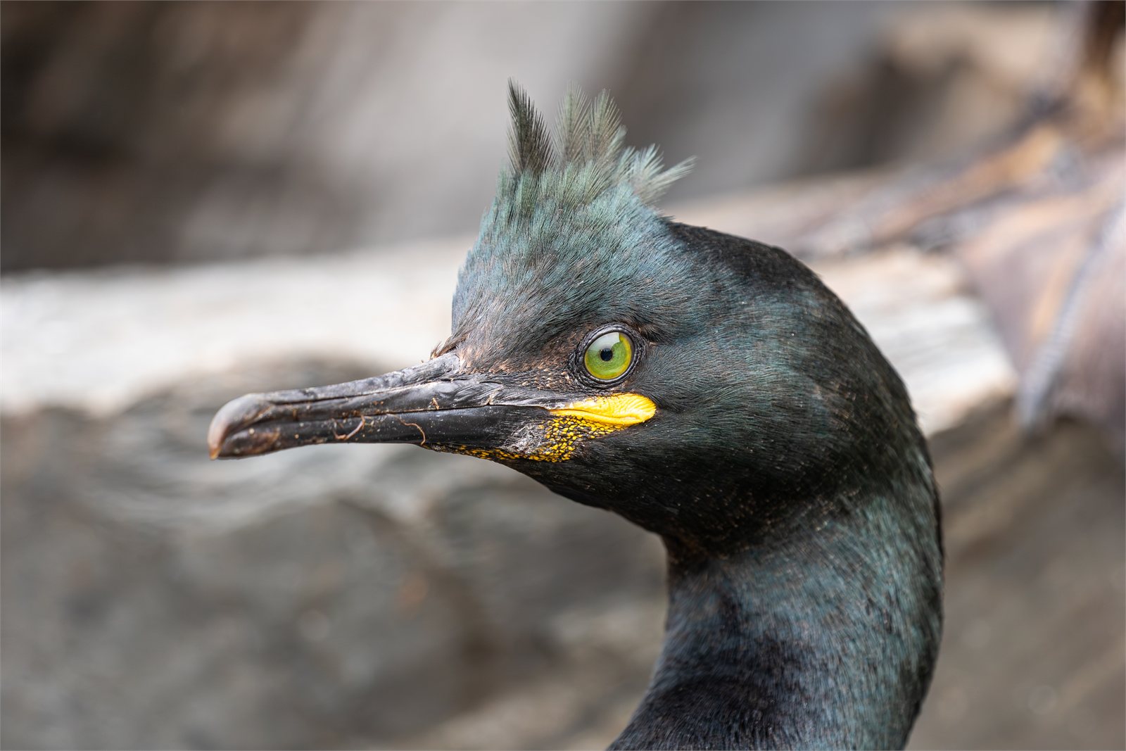 Toppskarfur (Gulosus aristotelis)