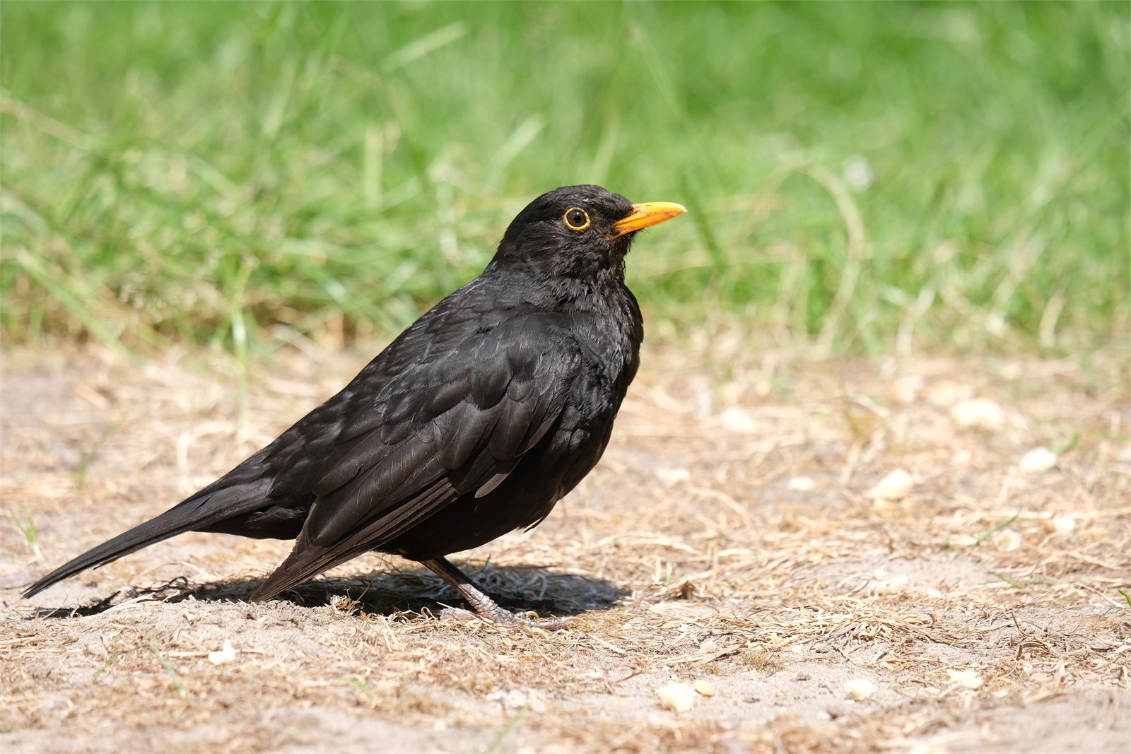 Svartþröstur (Turdus merula)