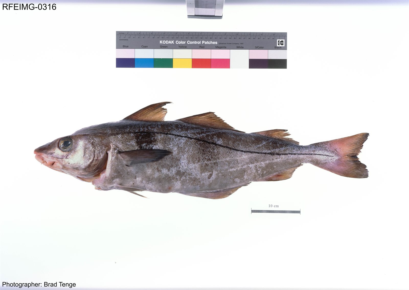 Ýsa (Melanogrammus aeglefinus)