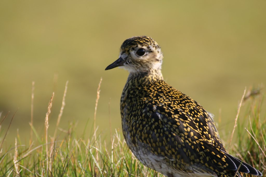Heiðlóa (Pluvialis apricaria) á Íslandi