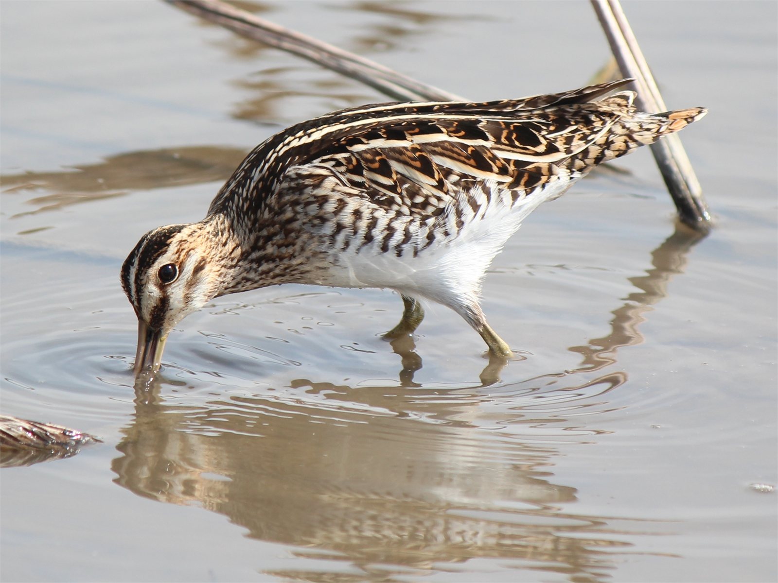 Hrossagaukur (Gallinago gallinago)
