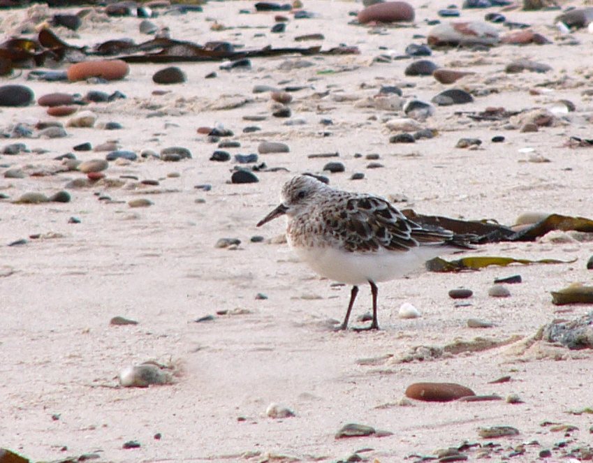 Sanderla (Calidris alba)