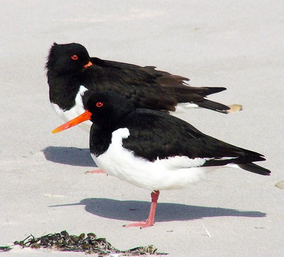 Tjaldur (Haematopus ostralegus)