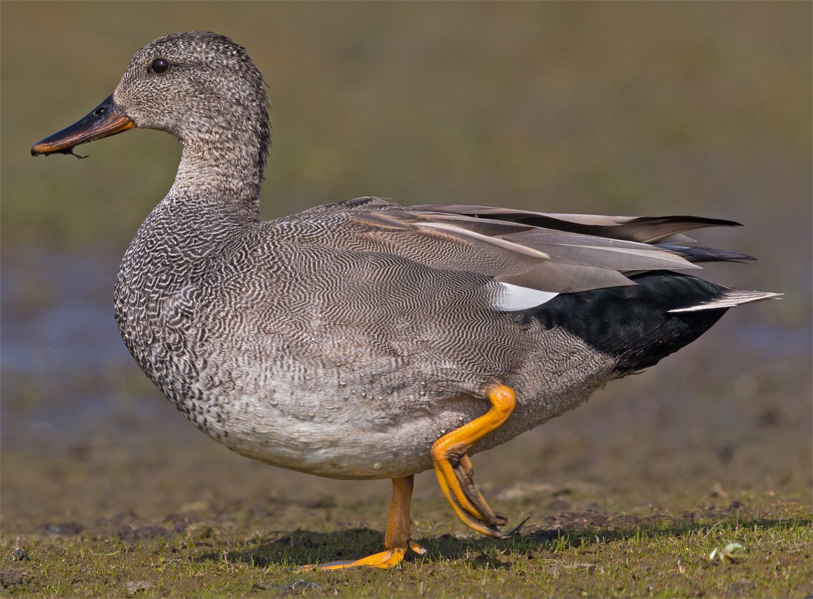 Gargönd (Mareca strepera)