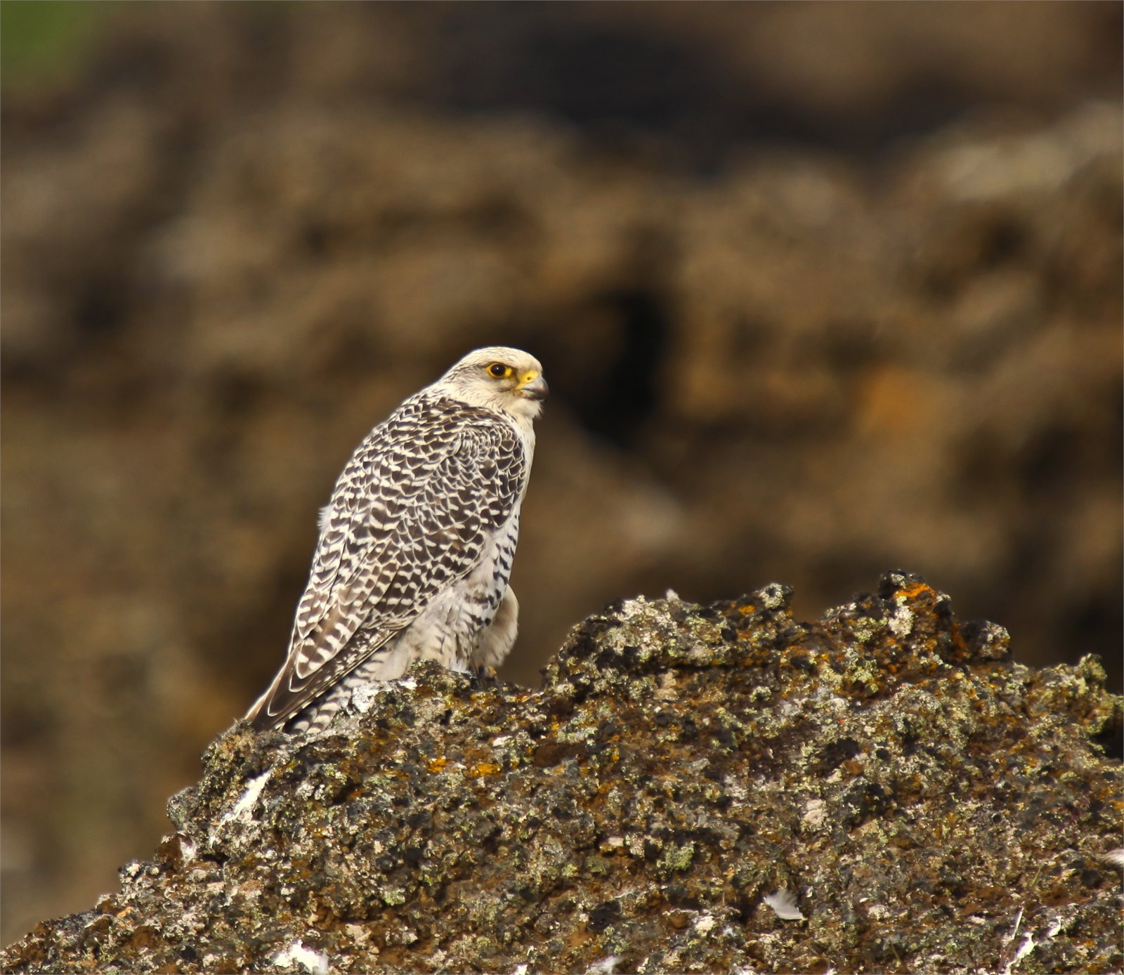 Fálki (Falco rusticolus) á Íslandi