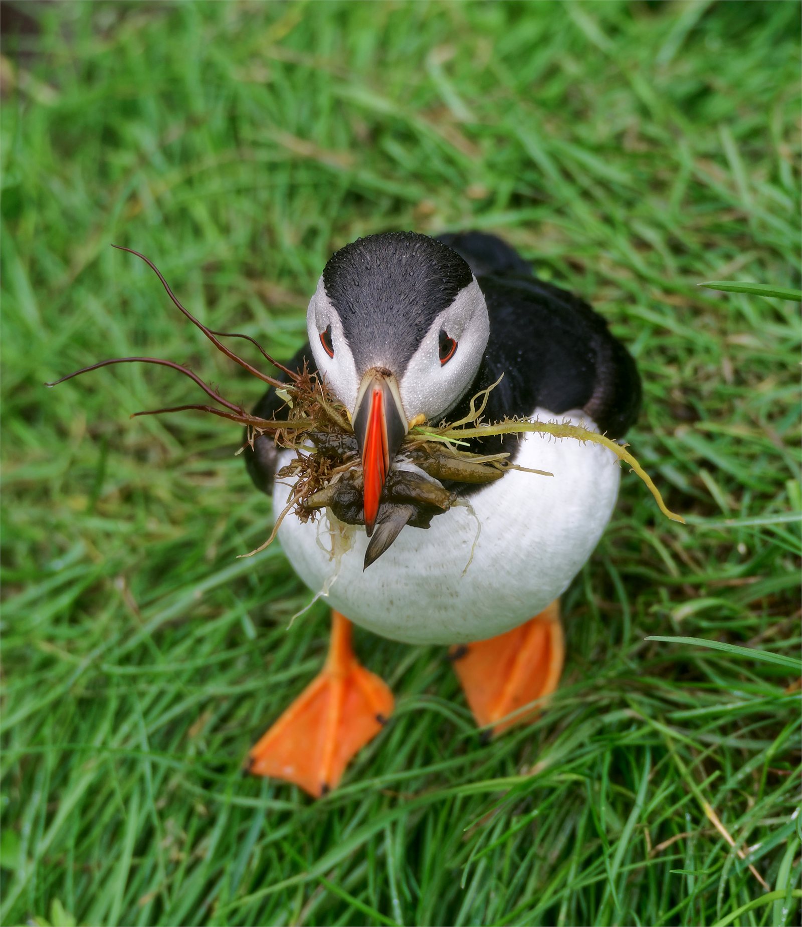 Lundi (Fratercula arctica) í Borgarfirði eystri