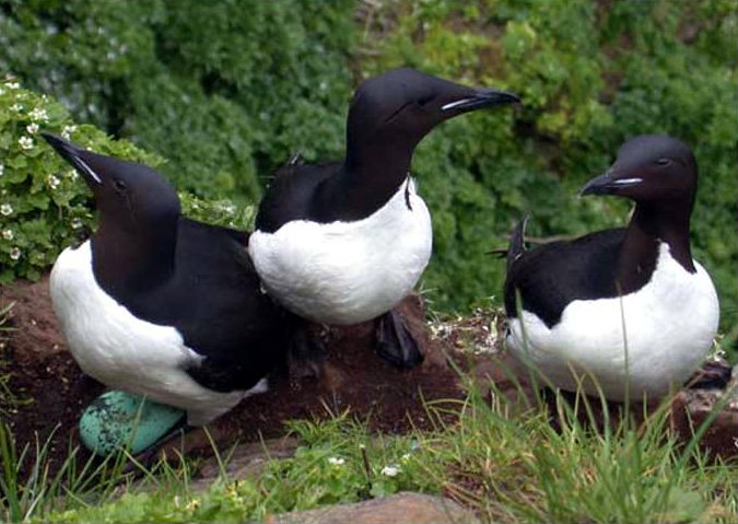 Stuttnefja (Uria lomvia)