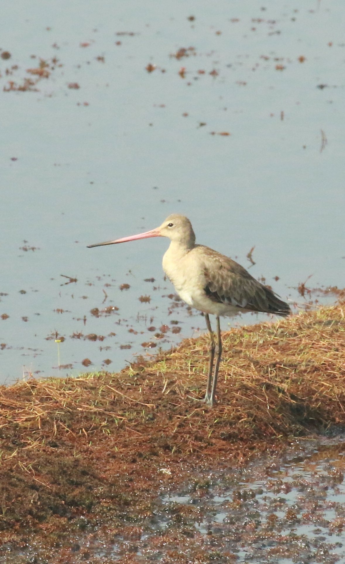 Jaðrakan (Limosa limosa)