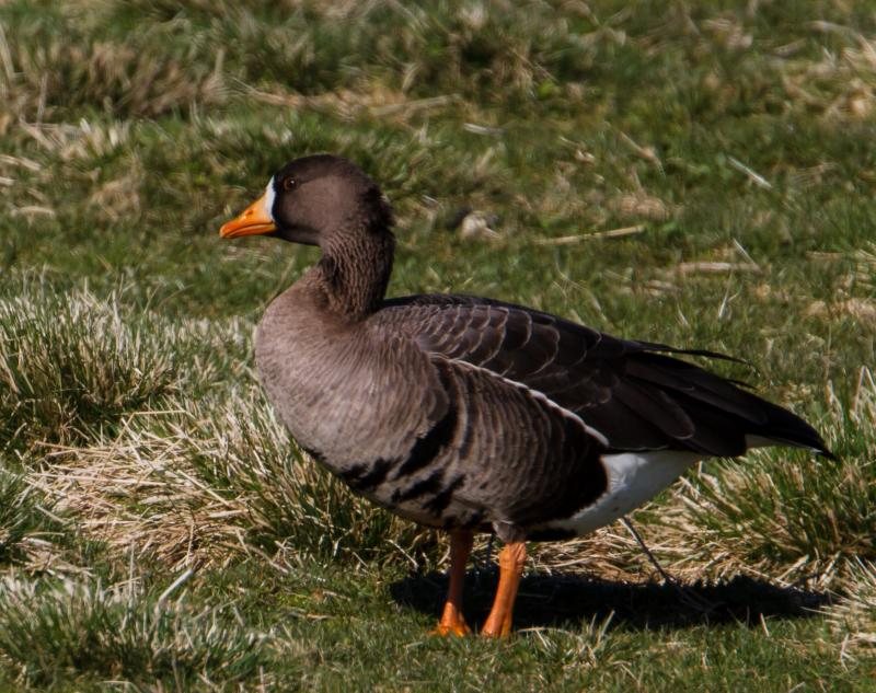 Blesgæs (Anser albifrons) á Íslandi