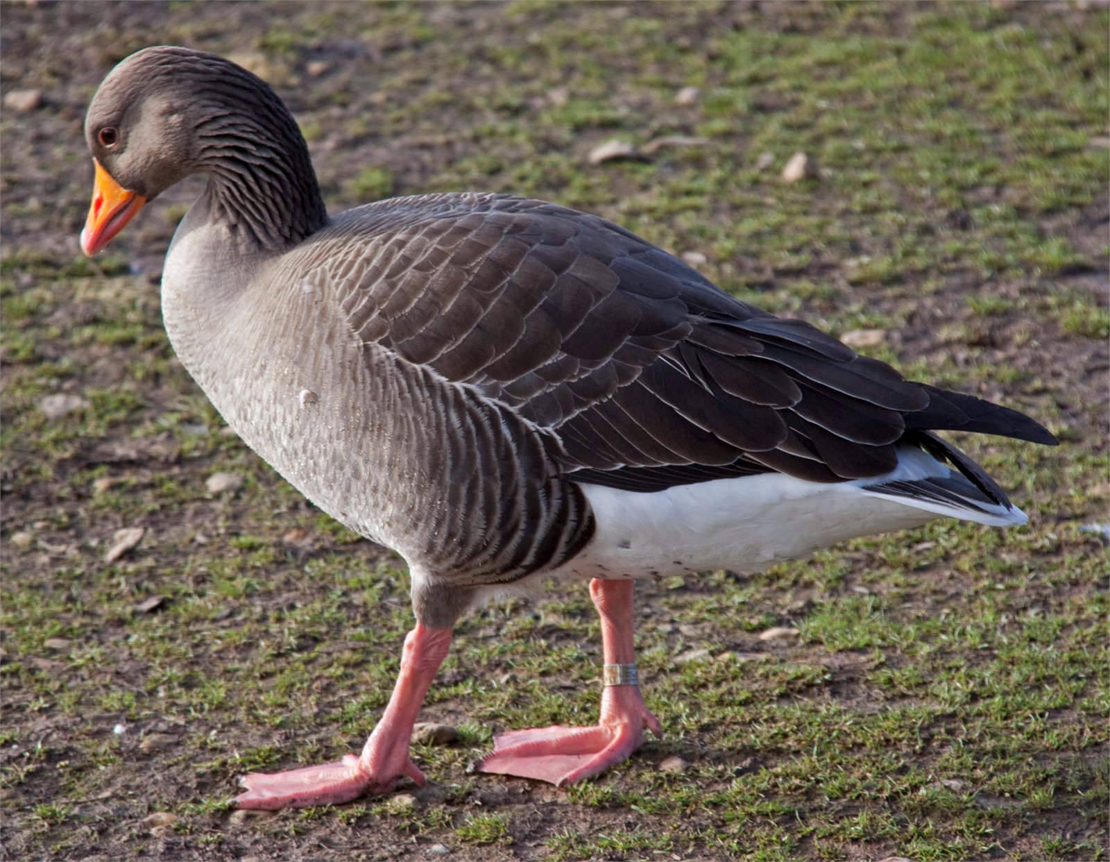 Grágæs (Anser anser)