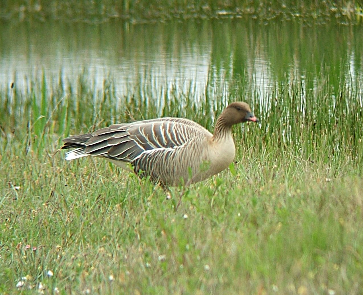 Heiðagæs (Anser brachyrhynchus)