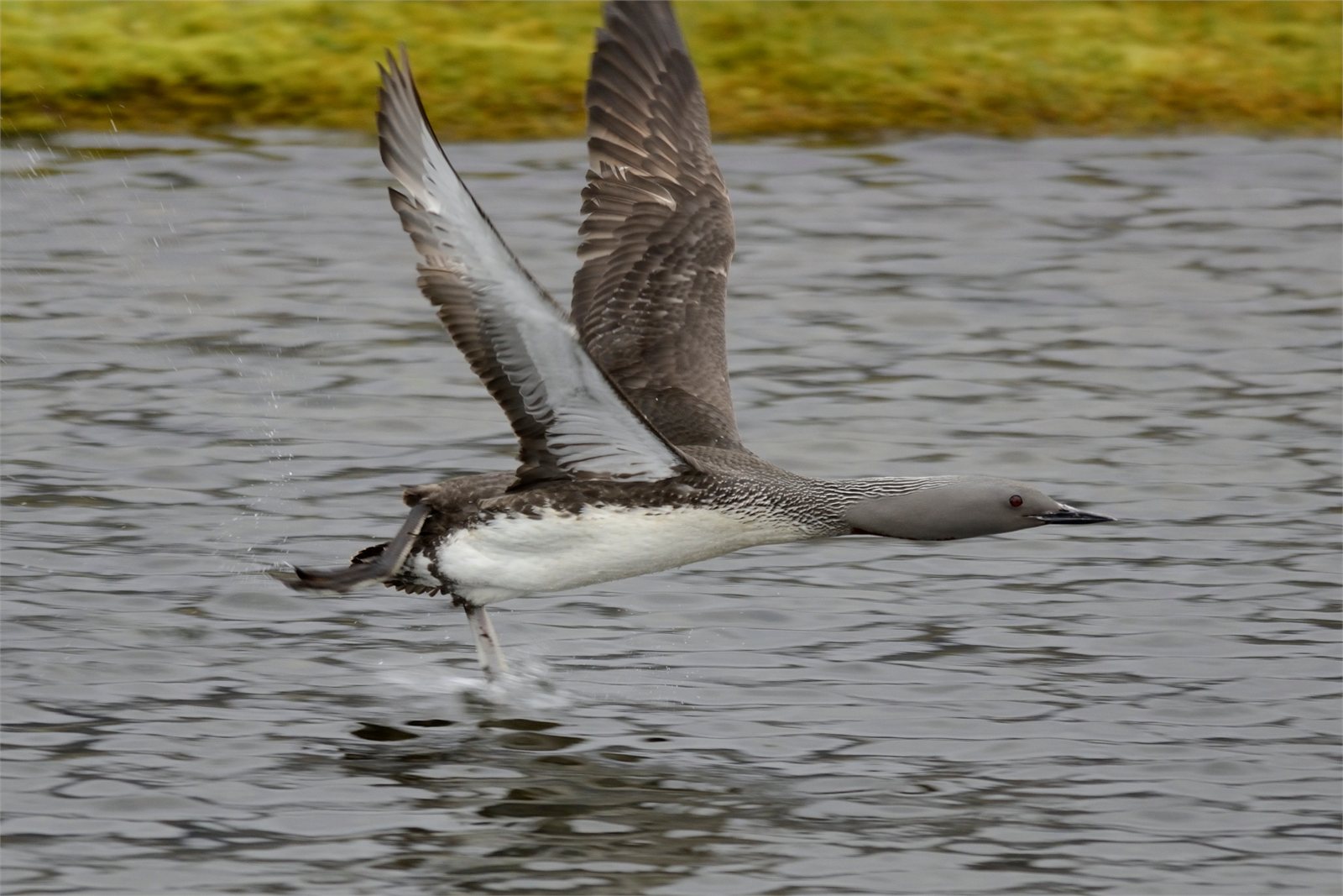 Lómur (Gavia stellata) á flugi á Íslandi