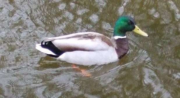 Stokkönd (Anas platyrhynchos)