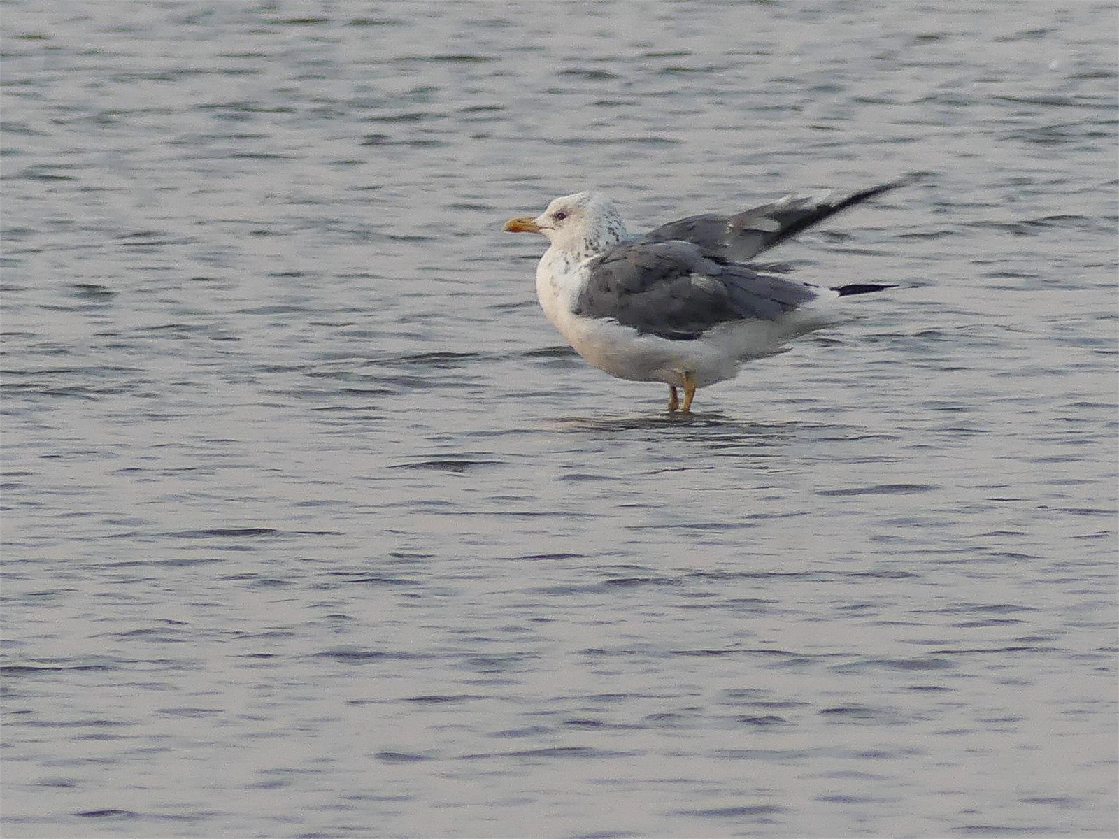 Sílamáfur (Larus fuscus)