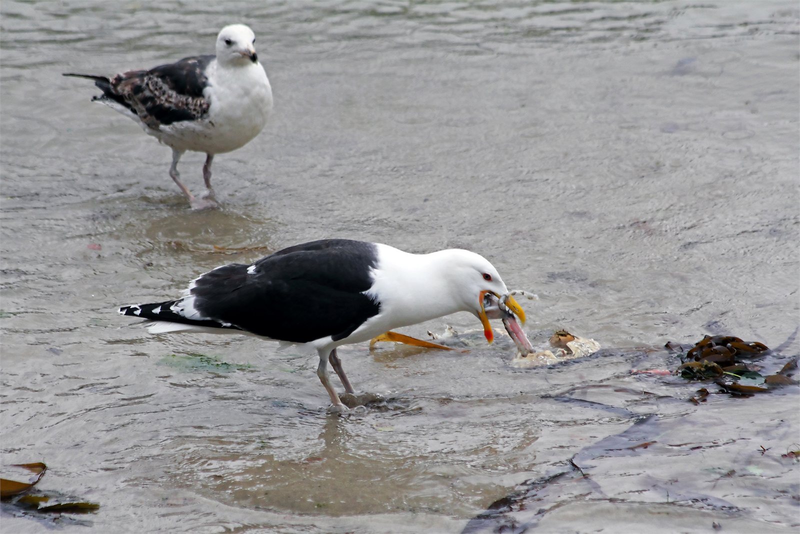 Svartbakur (Larus marinus)