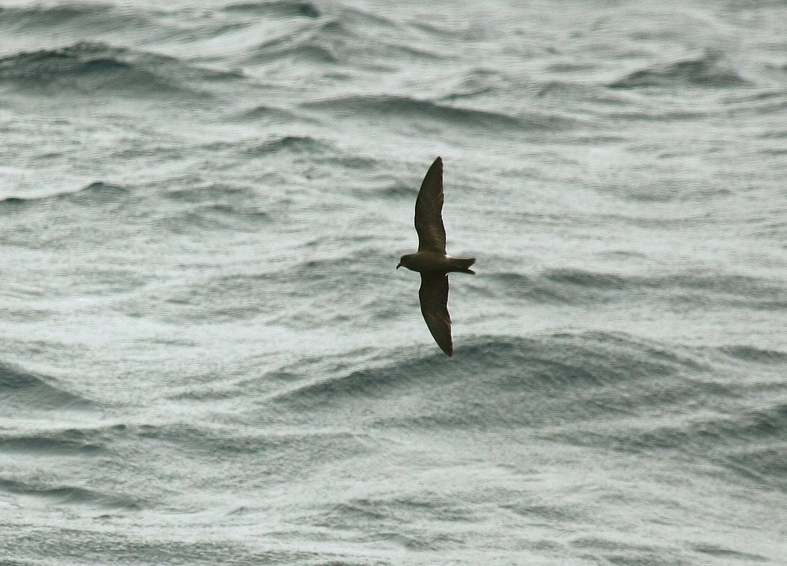 Sjósvala (Hydrobates leucorhous)