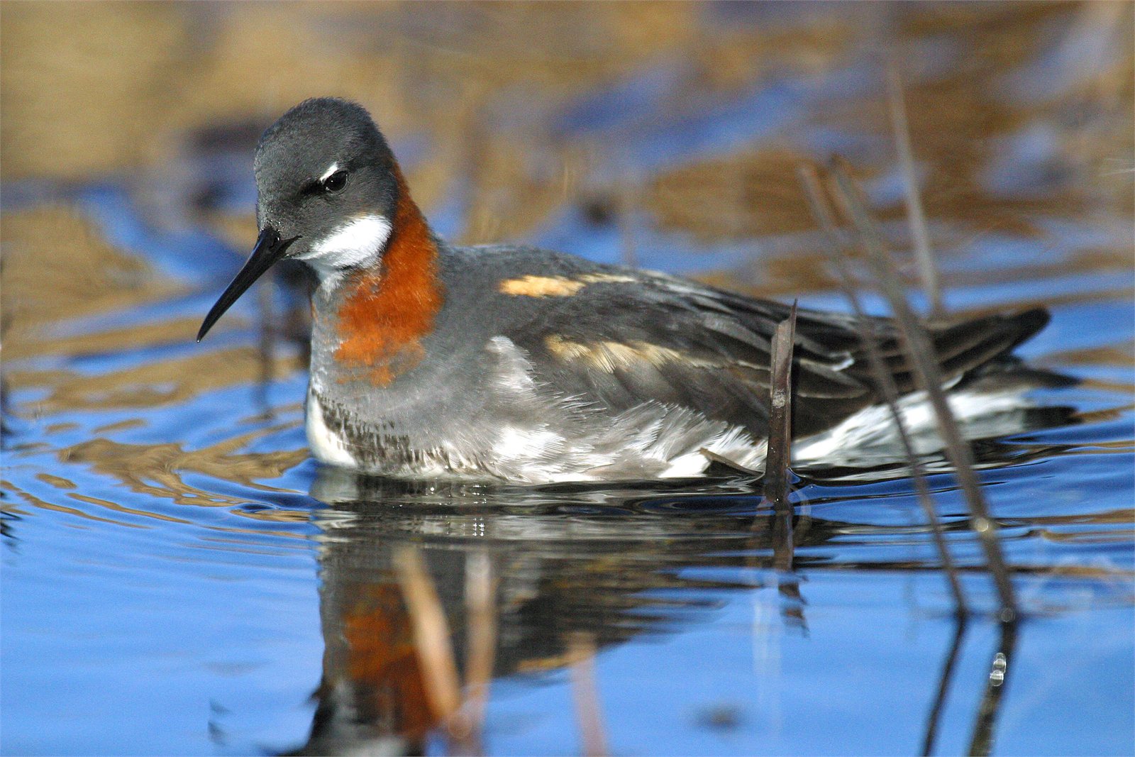 Óðinshani (Phalaropus lobatus)