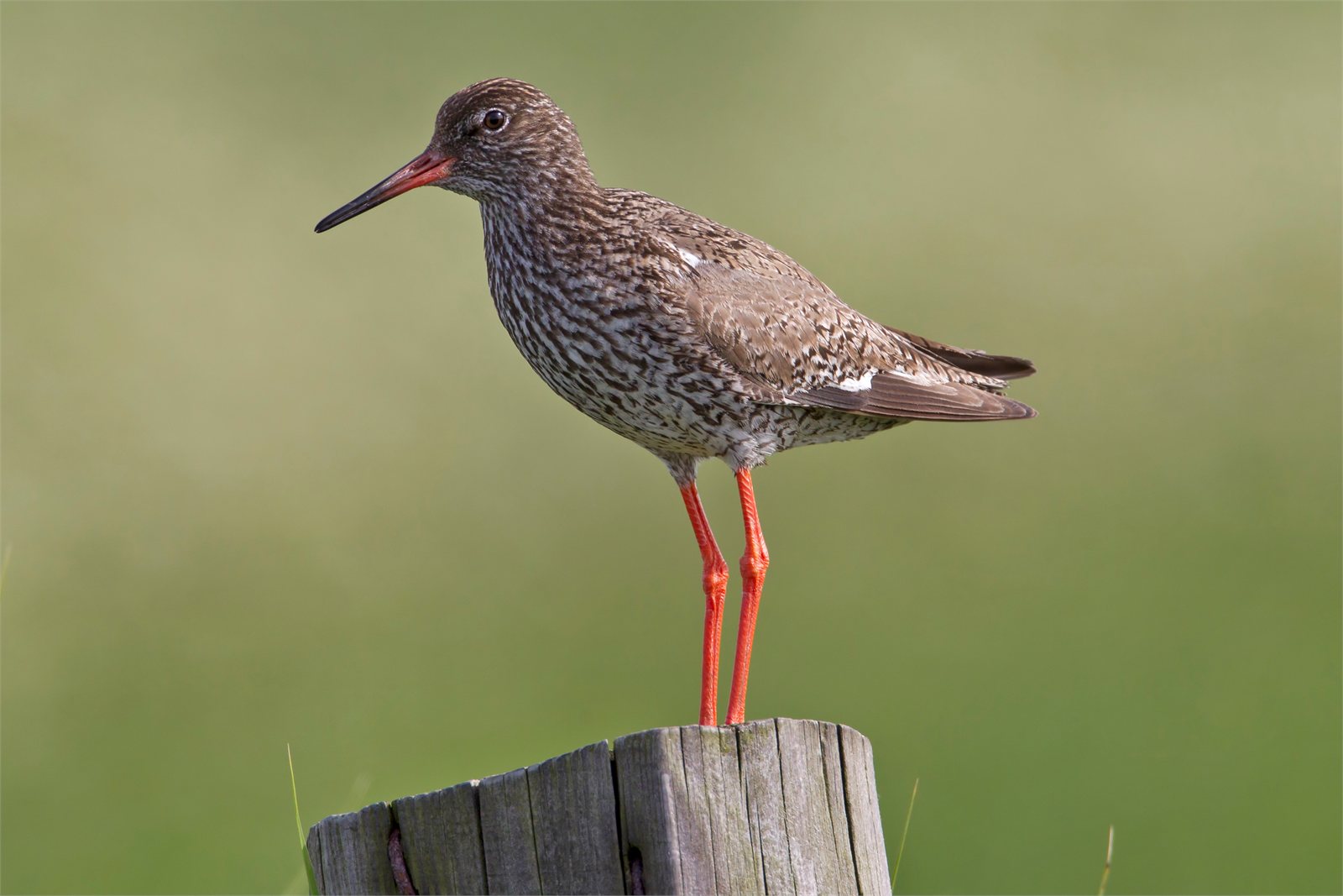 Stelkur (Tringa totanus)