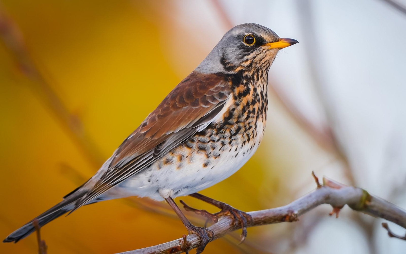Gráþröstur (Turdus pilaris)