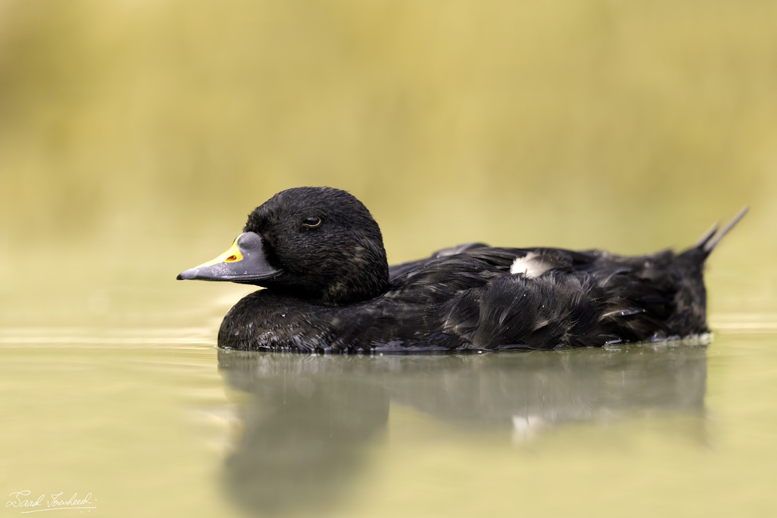 Hrafnsönd (Melanitta nigra)