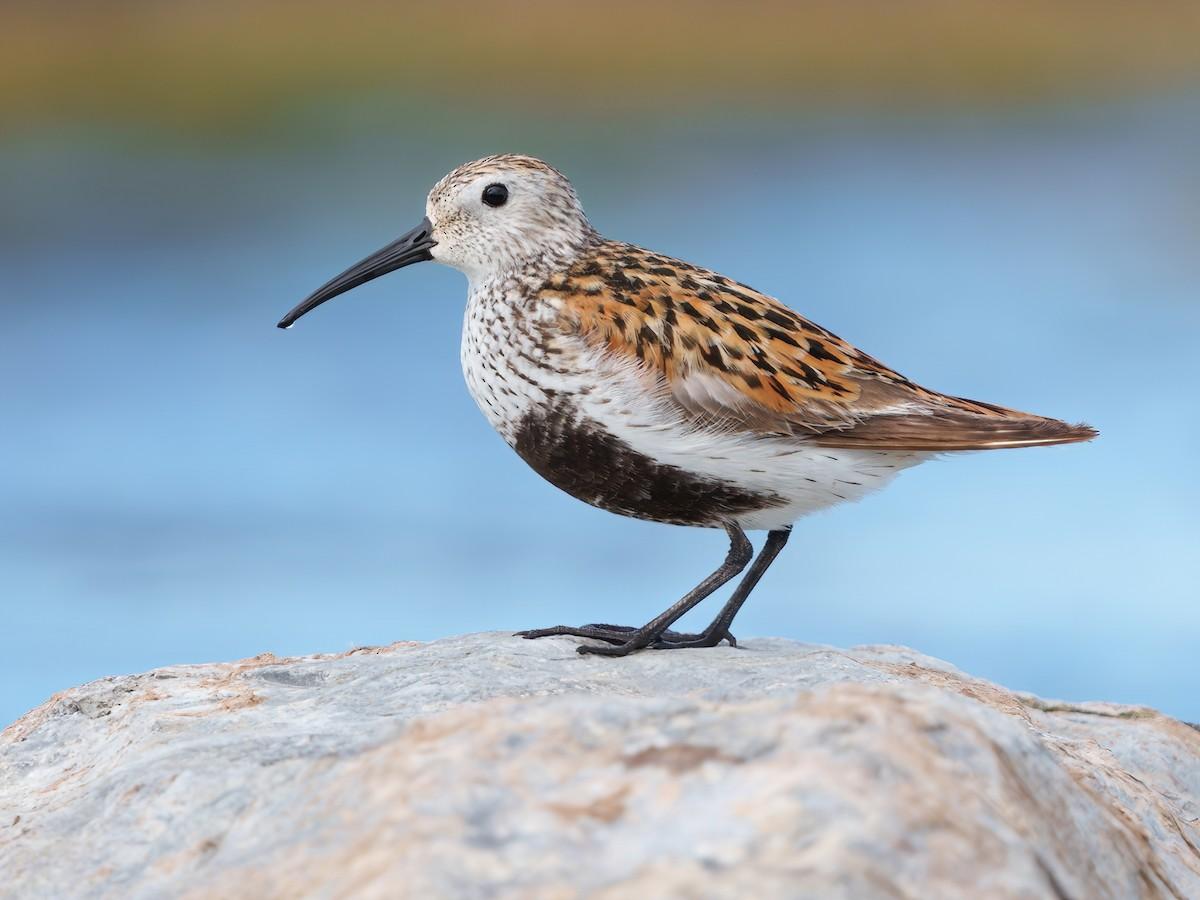 Lóuþræll (Calidris alpina)