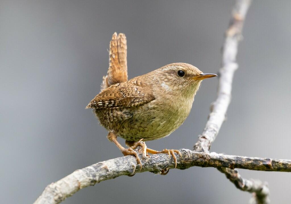 Músarrindill (Troglodytes troglodytes)