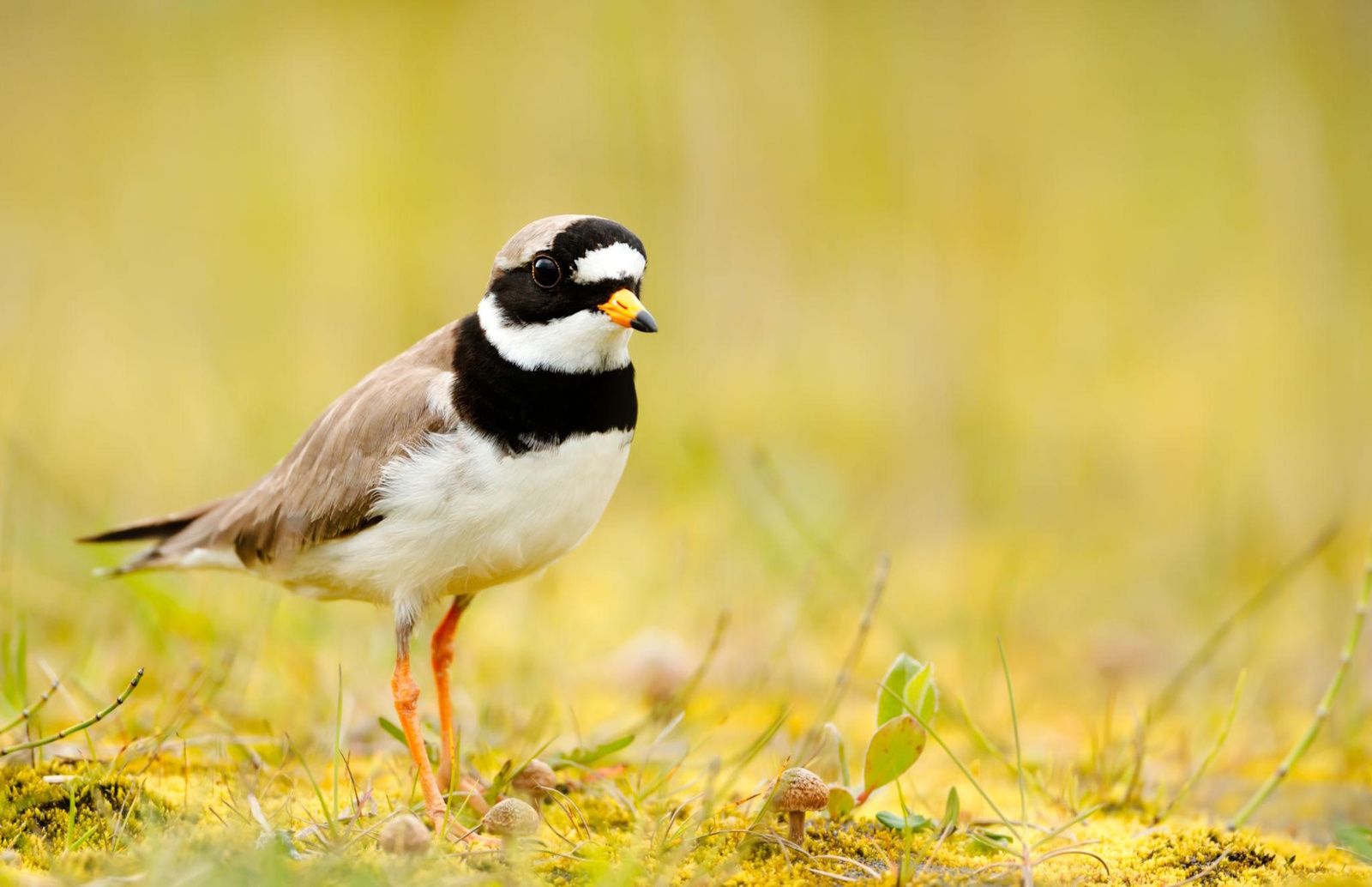 Sandlóa (Charadrius hiaticula) á Íslandi